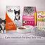 New Kitten Essentials Bundle